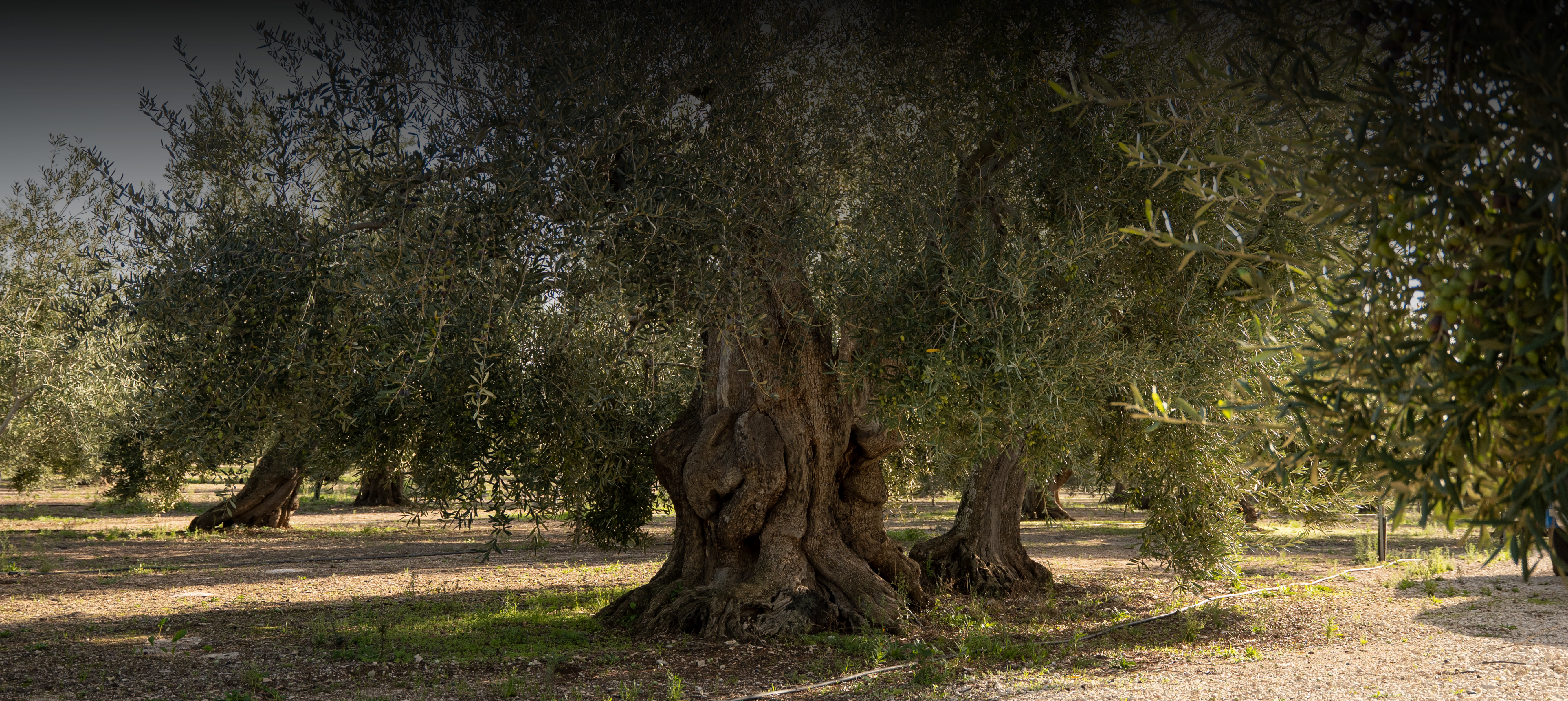 olio-pugliese__slide